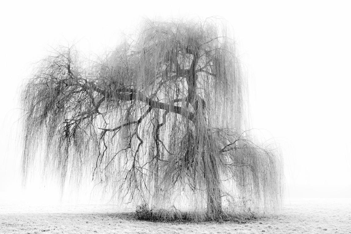 weeping willow