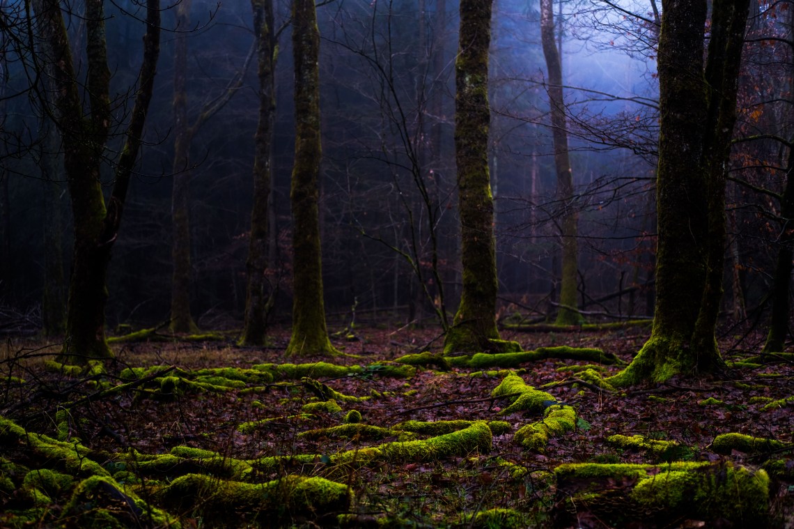 in and above the woods - moosphor3