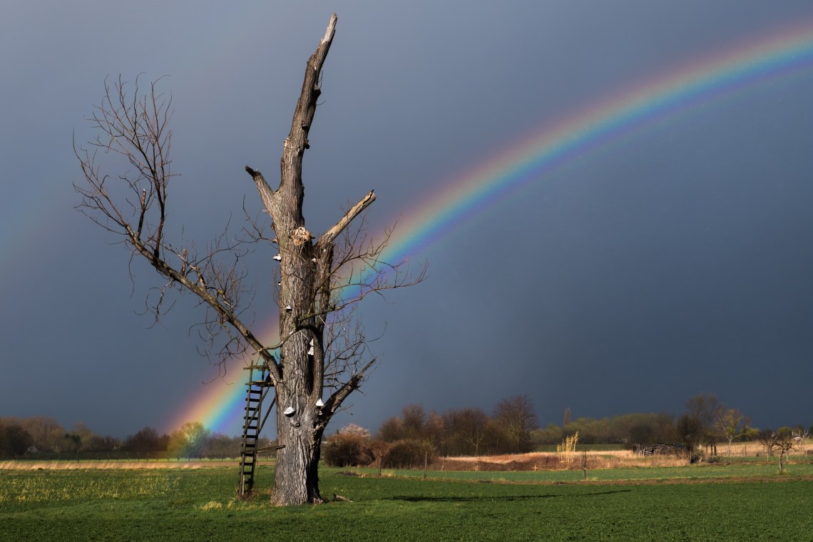 Rainbow Tree