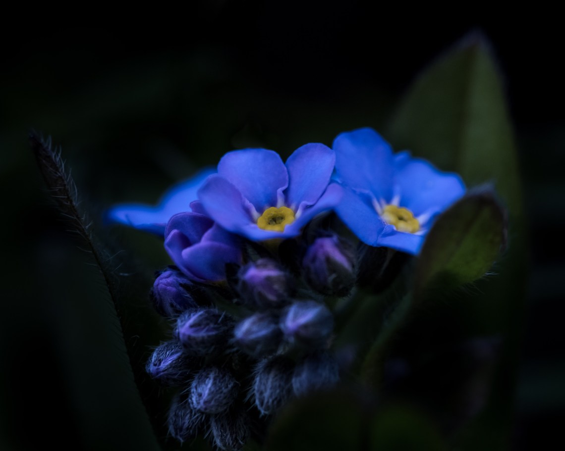 forgetmenot-staple-3