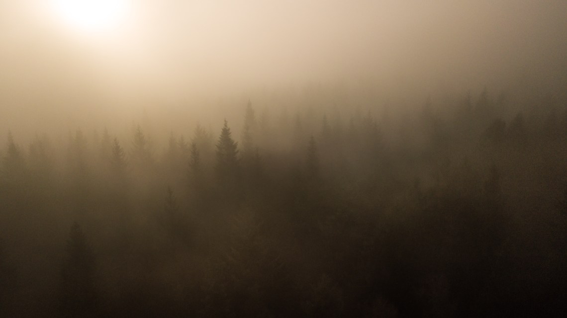 fog stroking treetops