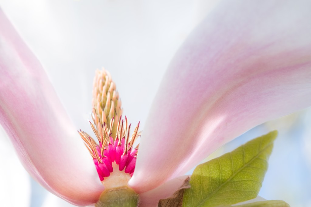 magnolia blossom