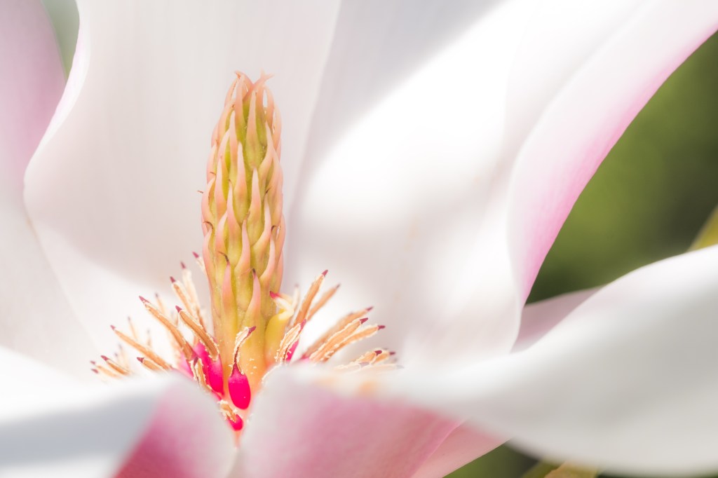 magnolia blossom