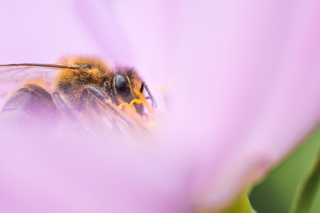bee macro