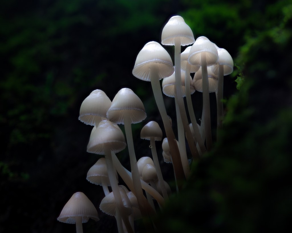 group of mushrooms