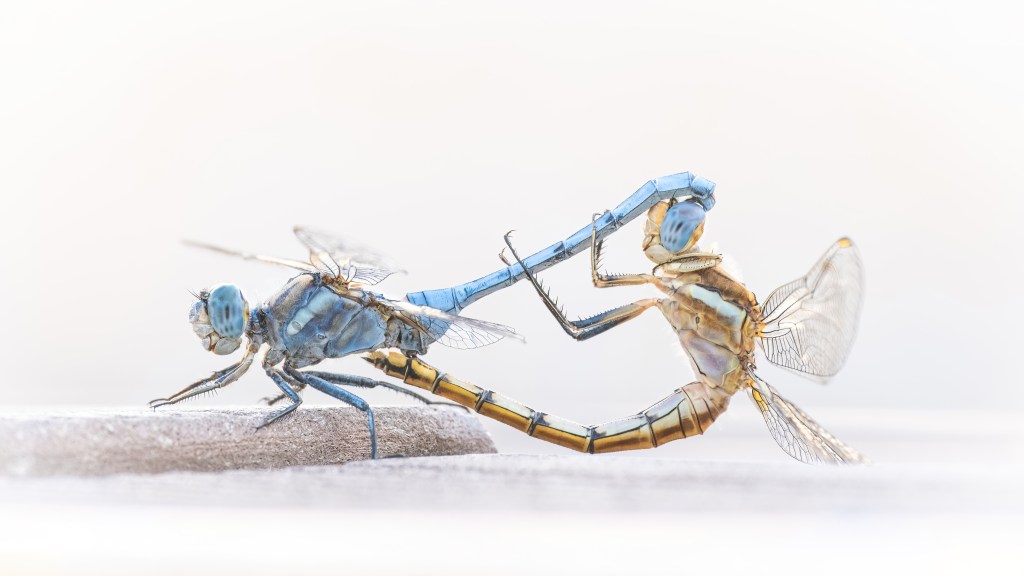 Libellen bei der Paarung