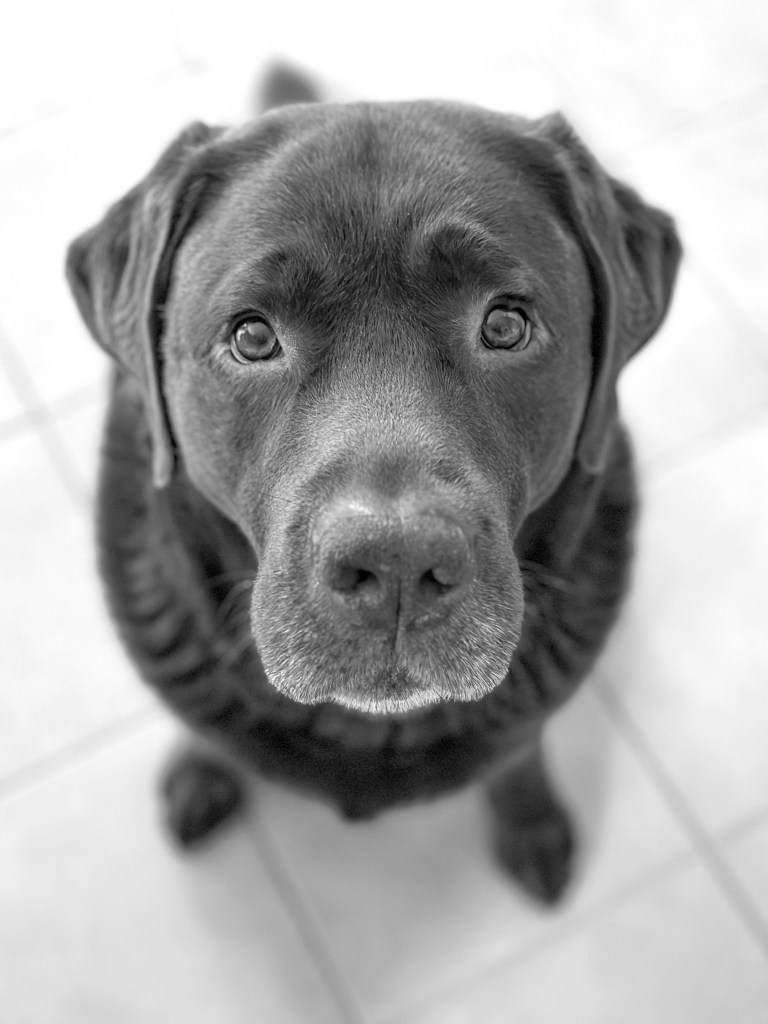 Labrador